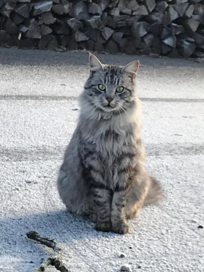 Вилла Hochhubergut Aschach an der Steyr Экстерьер фото
